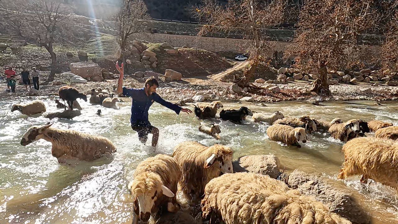 Taking Lambs to the Pasture _ Nomadic Lifestyle of Iran (2022)