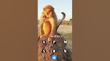 oh! wao big cobra snake vs monkey amazing video #shorts #viral #amazing #monkey #snake