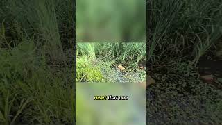 Look At Them All fish fishing fishtrapping