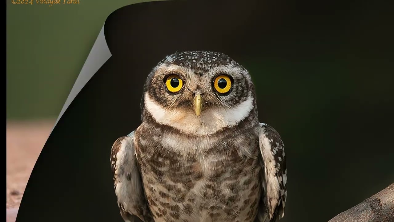 Birds Of Karnataka Vol - 1