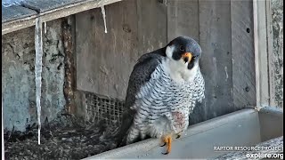 Newman in the nest box, waiting for a female to show up 2023 03 14 04 31 00 960