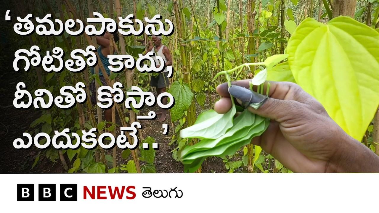 Andhra Pradesh: తమలపాకు ఎలా సాగు చేస్తారు, అది మార్కెట్ వరకు ఎలా చేరుతుంది? | BBC Telugu