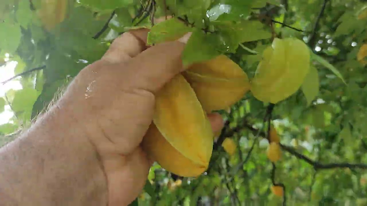 vende se esse sítio  Catende Pernambuco 400 mil (081)92545490