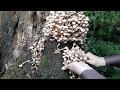 ГРИБЫ ПОПЁРЛИ||МНОГО ОПЯТ СЕНТЯБРЬ 2017MUSHROOMS FLOODED||LOTS OF MUSHROOMS SEPTEMBER 2017