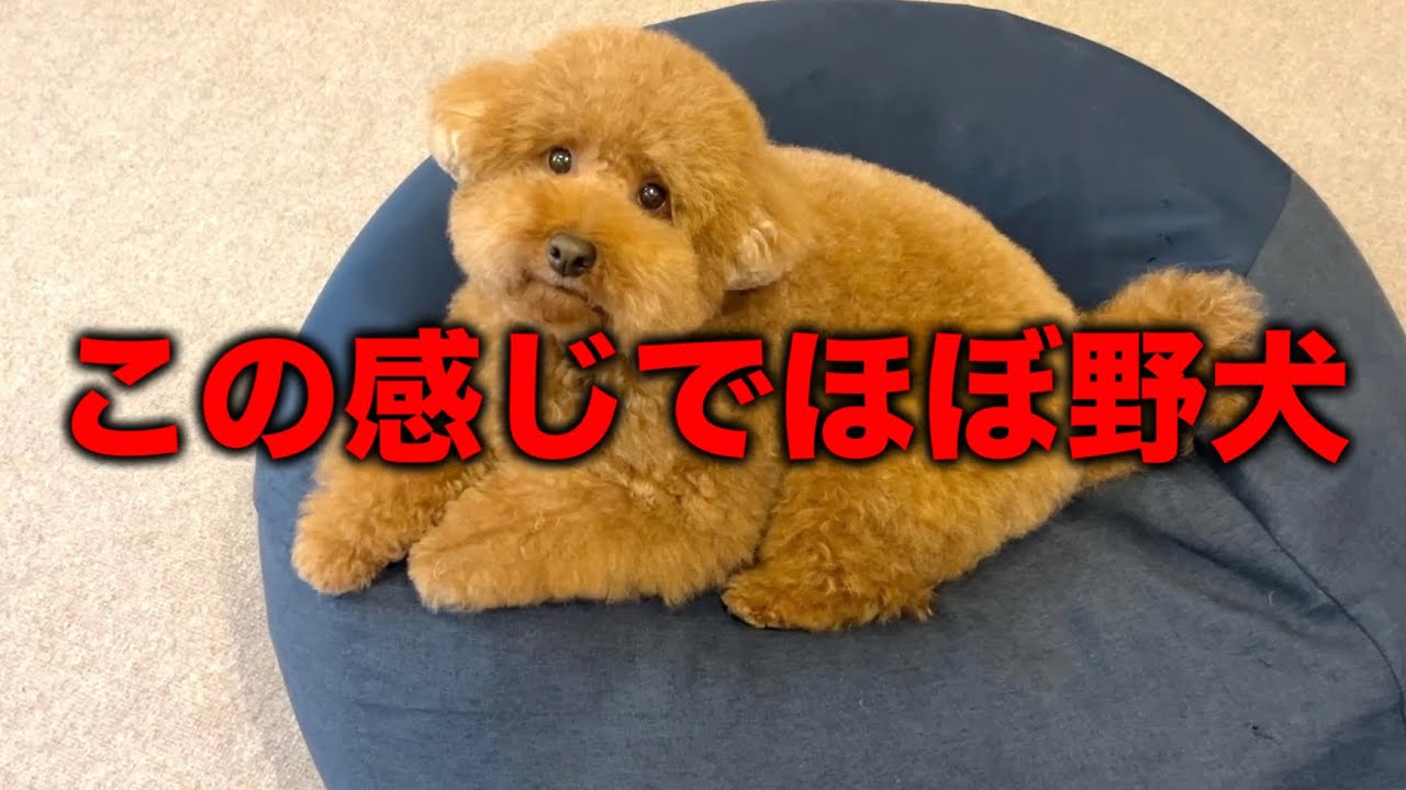 Disaster] A Toy Poodle Who Looks Like a Stuffed Animal but Is a