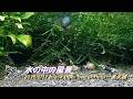 2026/5/17 水の中の風景 #ブラックタイガービーシュリンプ #黒太極 #アクアリウム #aquarium #癒し #healing