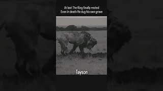 tayson👑#photography #videography #wildlife #lion #shortsviral #viralshort #youtubeshorts #trend