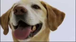 dogs 101- labrador retriever.mp4 by Puppies inchennai 59,199 views 12 years ago 4 minutes, 50 seconds
