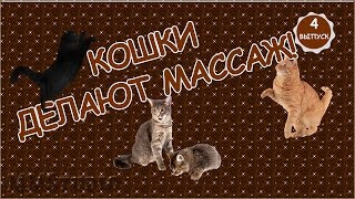 ***Кошки делают массаж. Эти забавные  кошки***