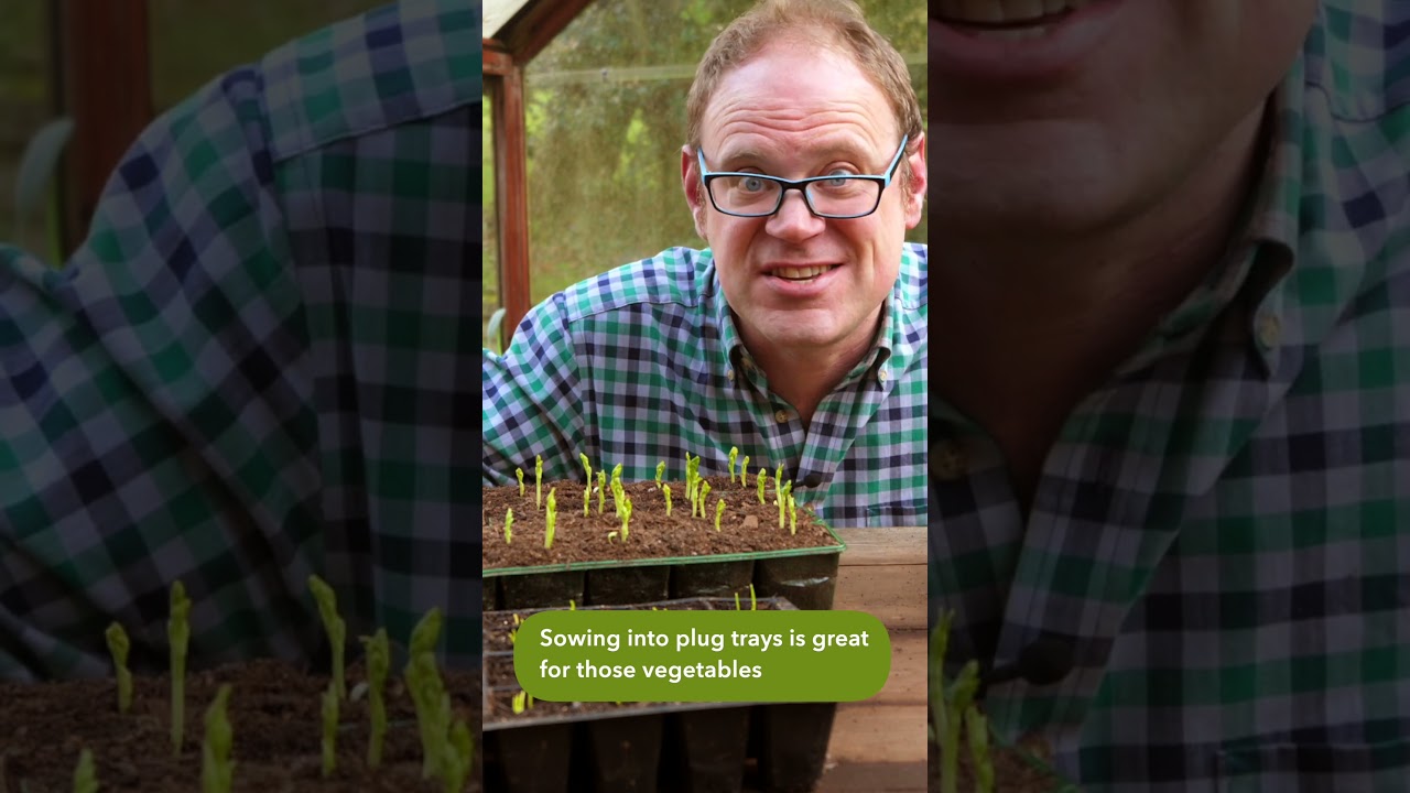 Why Sow into Plug Trays?