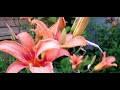 Relaxation Détente Nature Relaxing music love unifié l âme et l esprits`° ;;; °`^432Hz^``°;,;°``