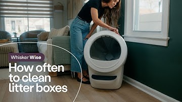 Traditional litter boxes vs. automatic litter boxes: how often to clean
