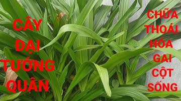 LÁ ĐẠI TƯỚNG QUÂN TRỊ BỆNH THOÁI HÓA VÀ GAI CỘT SỐNG. General