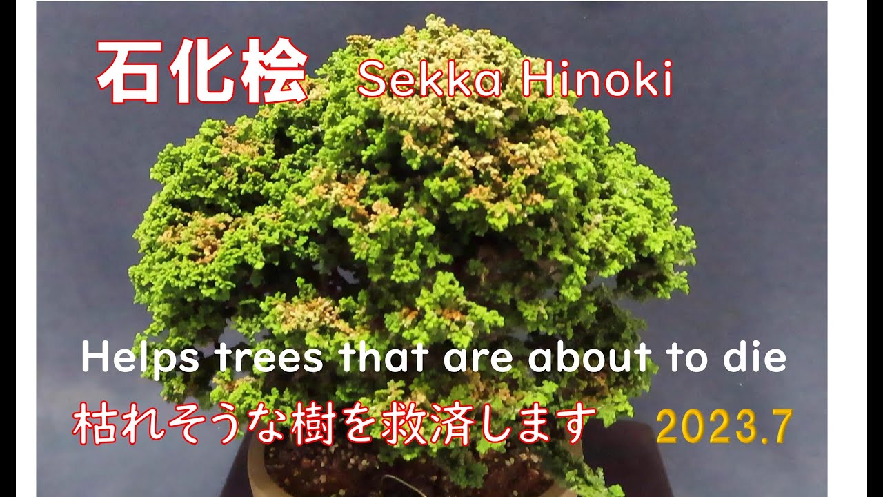 今日も盆栽日和 石化檜 双幹樹形2 - YouTube