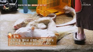 동해 못난이 생선 ‘장치’ “기름은 어떻게 빼요” [식객 허영만의 백반기행] 10회 20190802