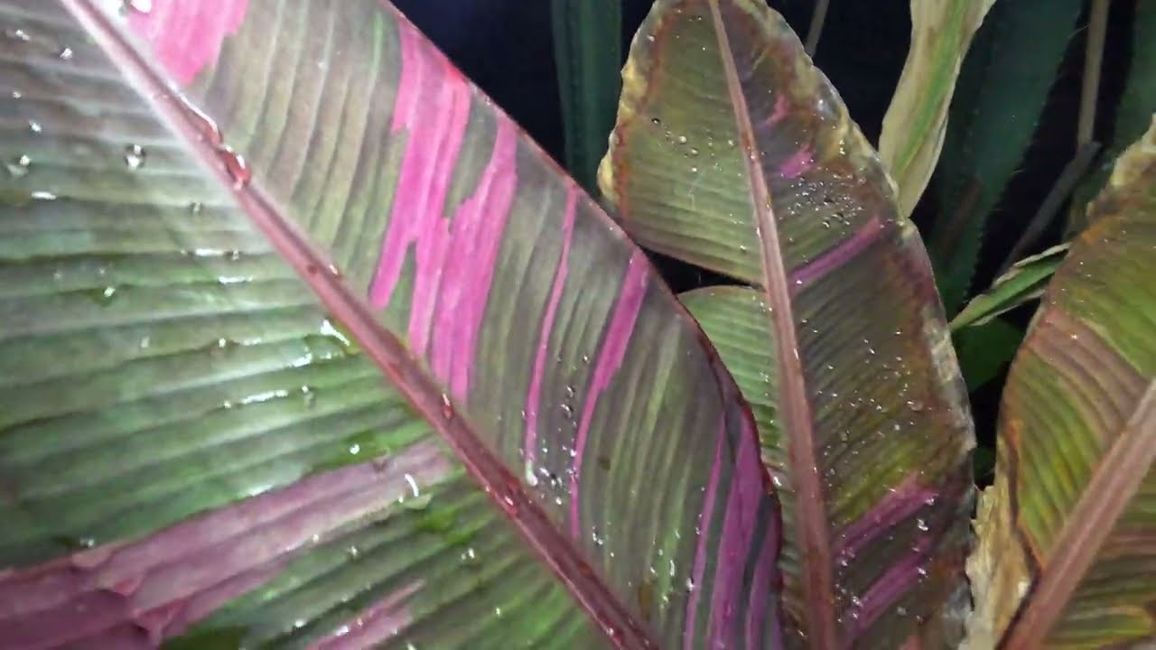 Exotic banana & Fig plants at the poolside; far side review.