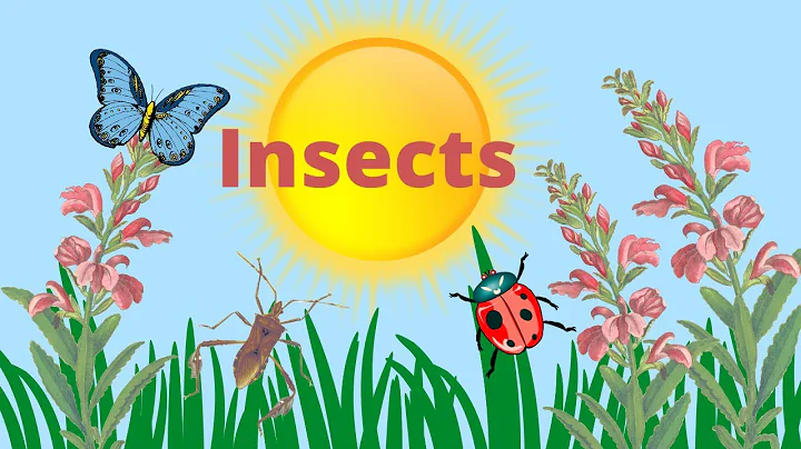 Characteristics of Insects - DayDayNews