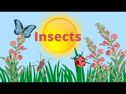 Characteristics of Insects