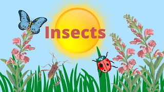 Characteristics of Insects