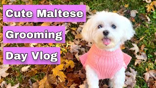 Cute Maltese Grooming Day Vlog | Senior Dog Grooming Before and After by Scotty the Schnauzer 747 views 1 year ago 3 minutes, 4 seconds