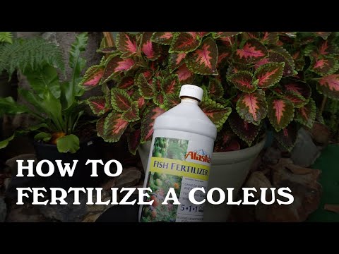 How to fertilize a Coleus