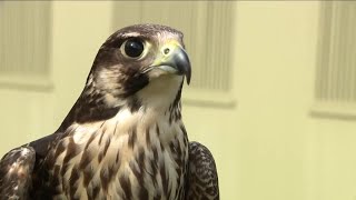 Injured animals nursed back to health at Busch Wildlife Sanctuary