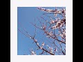 「 花 (cover) 」@orisakayuta ~2022.03.23.Instagram live~