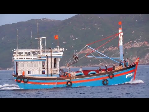 Video HẤP DẪN CẢNH ĐÁNH LƯỚI CÁ NỔI - Đoàn Lưới Vây Phú Yên... - youtube