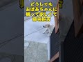 おばあちゃんが大好きなラブラドールレトリバー ゴミの日のわくわく #shorts #shortvideo #lab