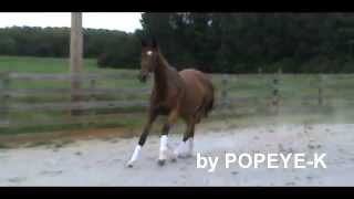 HORSE FOR SALE  -  Popeye-K Gelding Eye K-Andy  -  August 2012