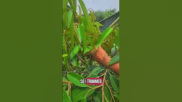 Why I Cut 90% of My Durian Tree for Better Growth 🍃💪 #TopWork