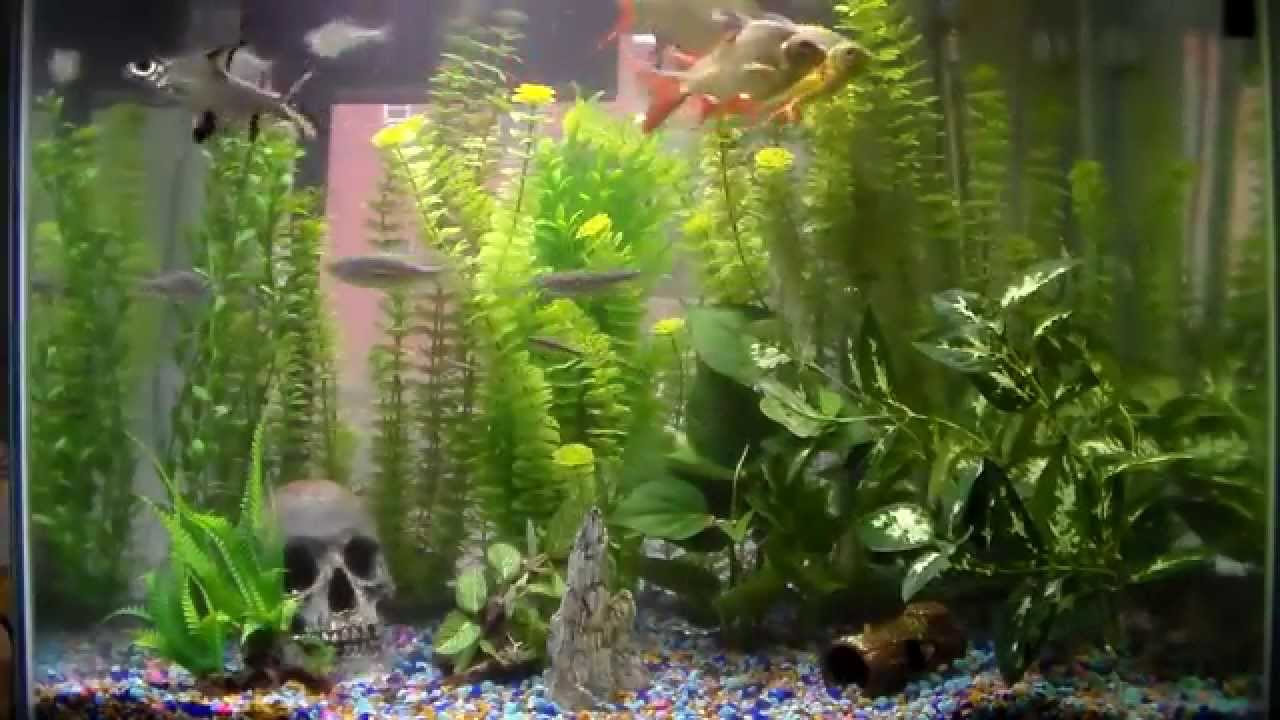 56 Gallon Aquarium Updated - YouTube