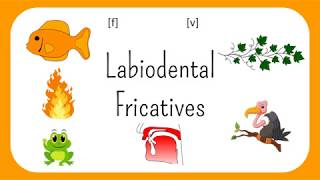 The Sounds Of English, Episode 2: Fricatives and Affricates