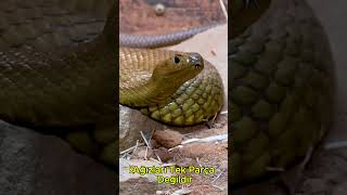 Sence en şaşırtıcı bilgi hangisi?Yorumlara yaz 👇 #ilginçbilgiler #yılan #şaşırtıcı #bilgi #shorts