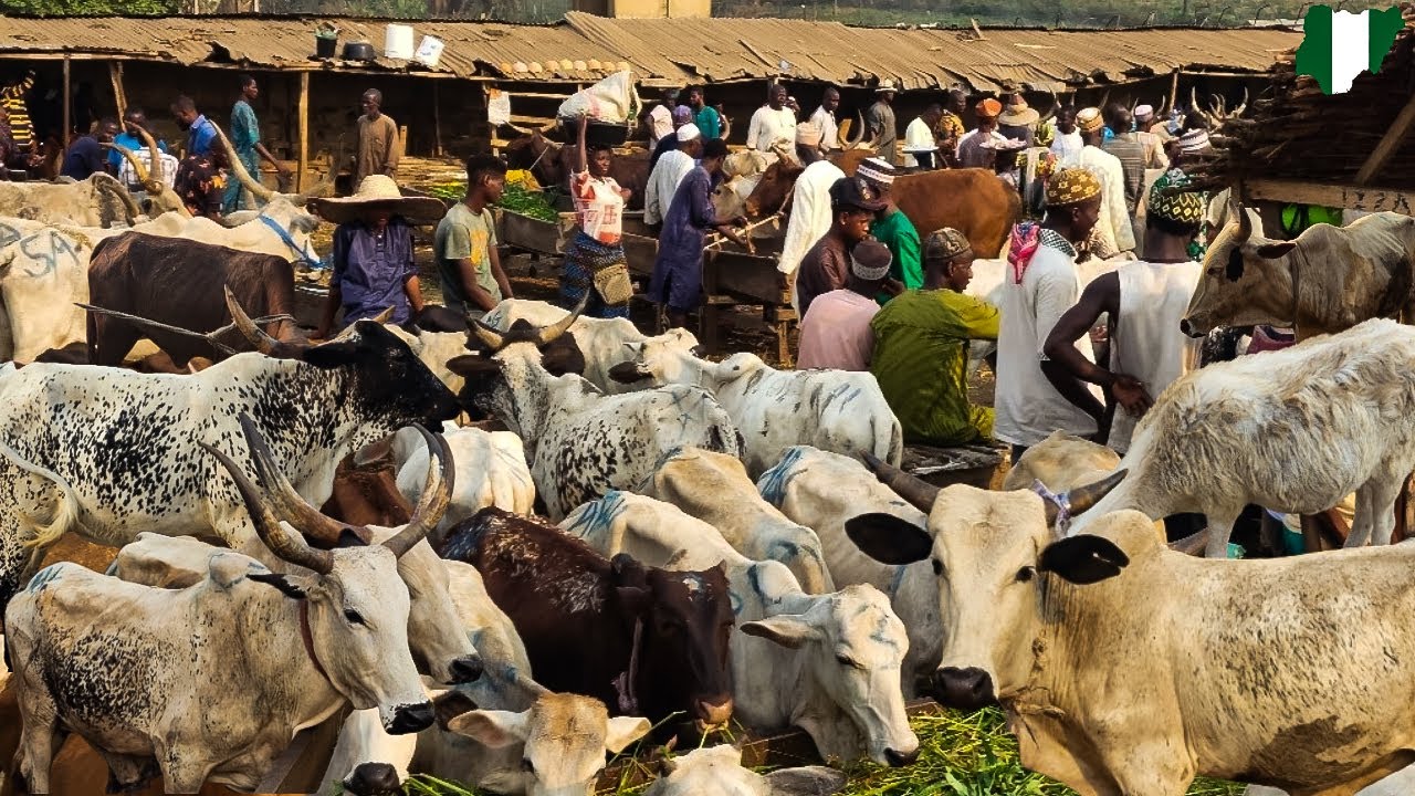 LIVESTOCK KARA MARKET IN AKINYELE IBADAN, OYO NIGERIA 🇳🇬. CHEAP PRICES OF COW, GOAT & RAM 🌍