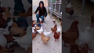 “Heavy King Size Kabootar 🐦🔥 | Premium Fancy Breed” #fancykabootar #kingsizekabootar #pigeonlovers