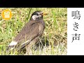 ムクドリの鳴き声(地鳴き)