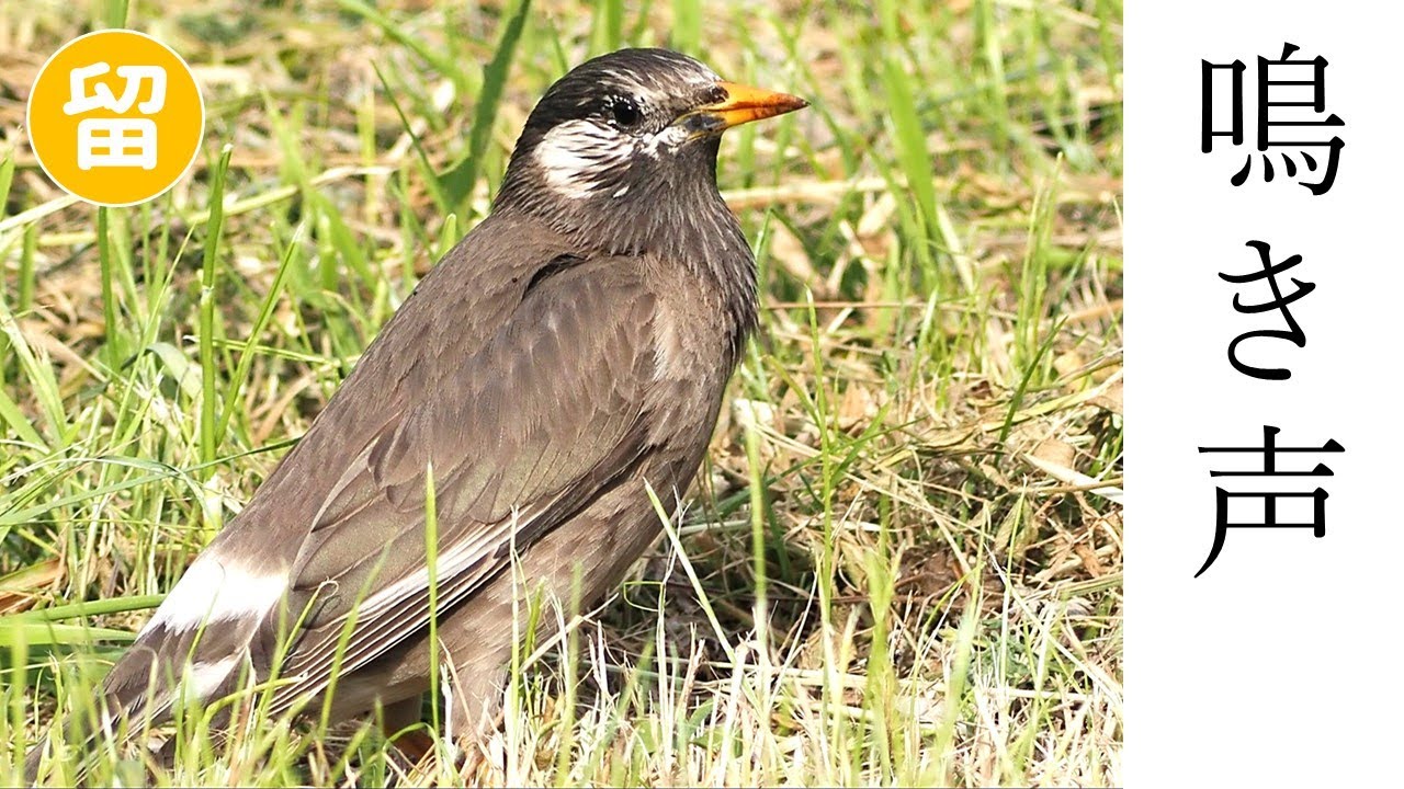 ムクドリ 鳴き声