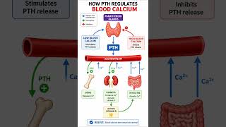Parathyroid Hormone Explained #neetpreparation #cbseboard #ibbiology #apbiology #endocrine #human