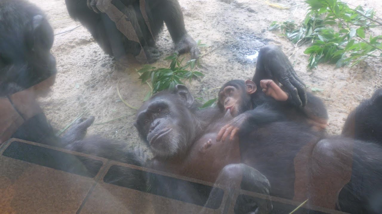 プラム対ディルにシジミ参戦、ボンボンの判断は秀逸だった　多摩動物公園　チンパンジー　202508