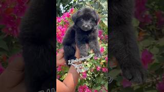 Black German Shepherd Male Puppy 🖤🔥 | Rare &amp; Powerful Dog #shorts #puppy #miniaturebullterrier