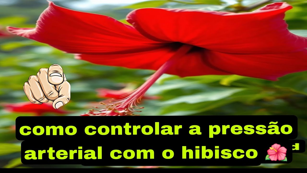 Como controlar a pressão arterial naturalmente com o poderoso hibisco 🌺 ...