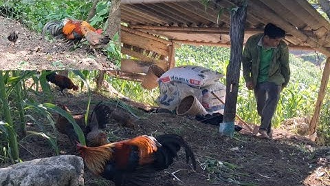 Hôm nay đi làm đường để thẳng gà rừng vào rừng. Ua kev rau qaib qus