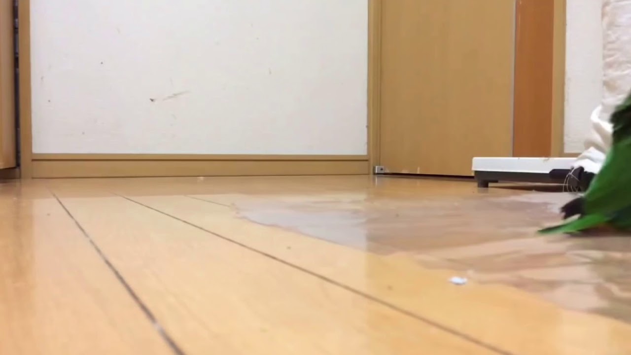 Pappagallo che sbatte i piedi