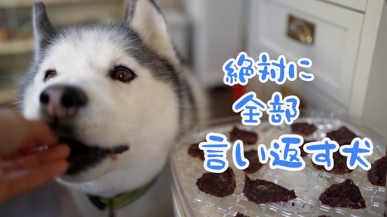 Husky hits back everything with perfect reception no matter what