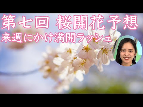 2023年第七回桜開花予想 来週にかけ満開ラッシュ