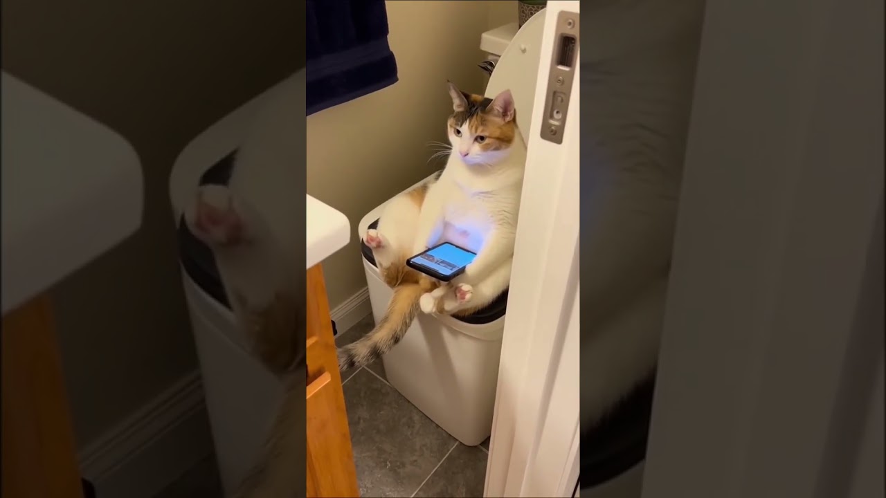 谁家小猫上厕所不关门呀 