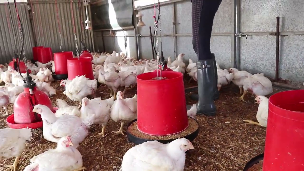 red earth farm YouTube