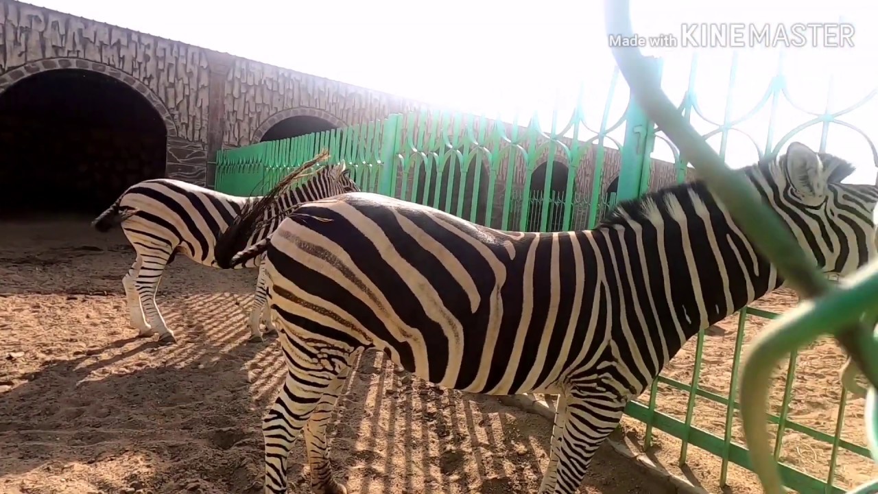 Ta If Zoo Taif Vlog Part 01 حديقة الحيوانات في طائف Youtube