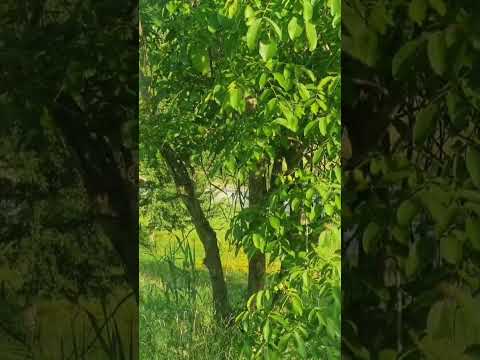 surah an-nahl